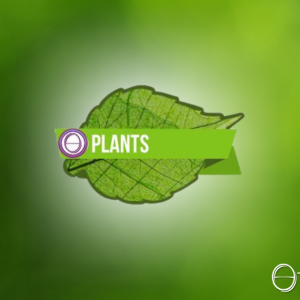 植物課程(Plant Seminar)